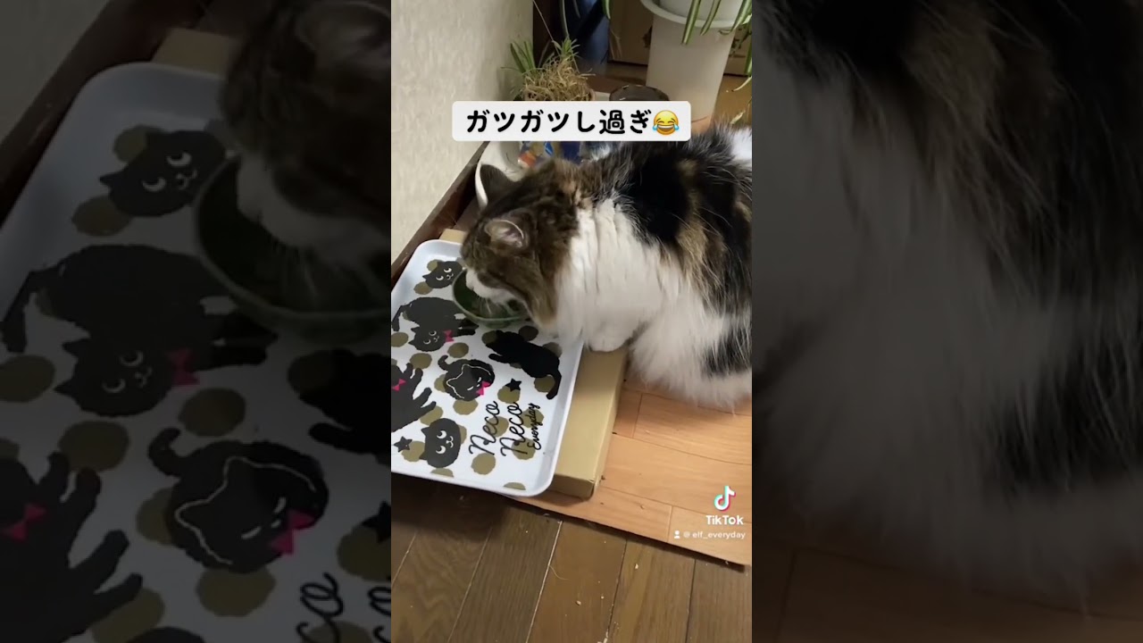 ヤケ食いする猫 #猫 #cat #ノルウェージャンフォレストキャット