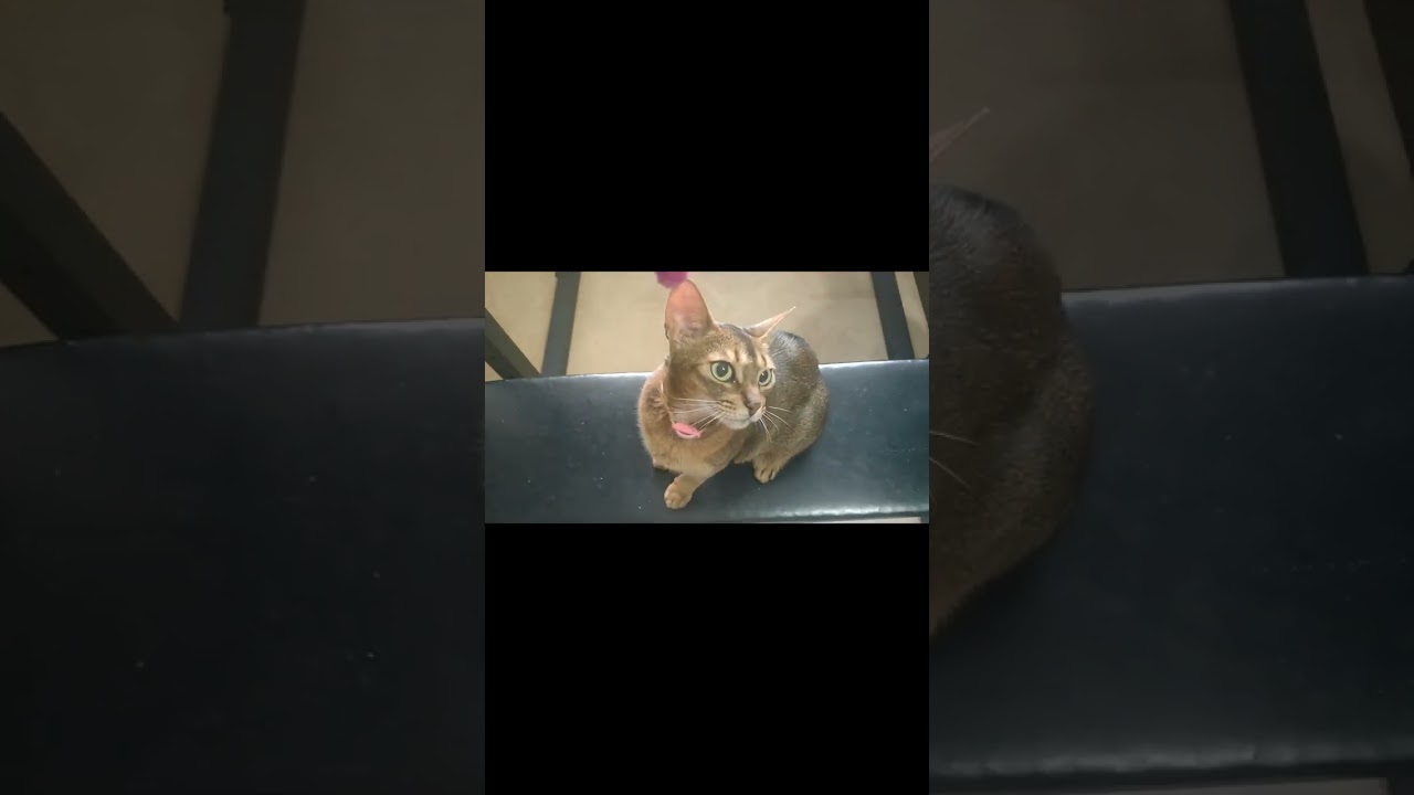 ネコ動画あび#903　#shorts　あびの毎日　アビシニアン　あびブログ