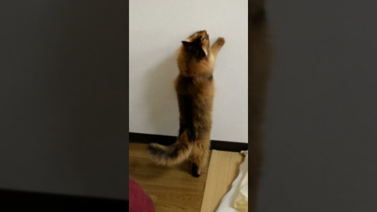 初めから終わりまで可愛い声しか詰まってない動画 #ソマリ #猫 #cute