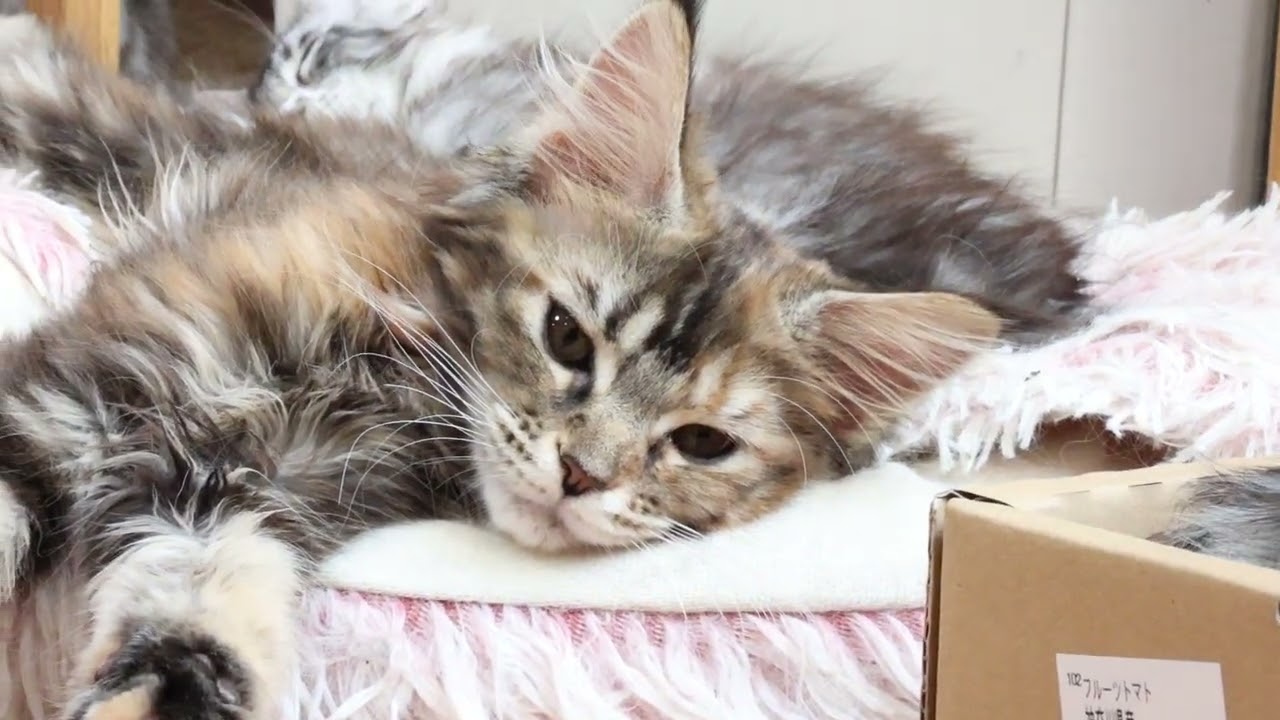 生後3ヶ月トービーのメインクーン子猫イドゥナちゃん