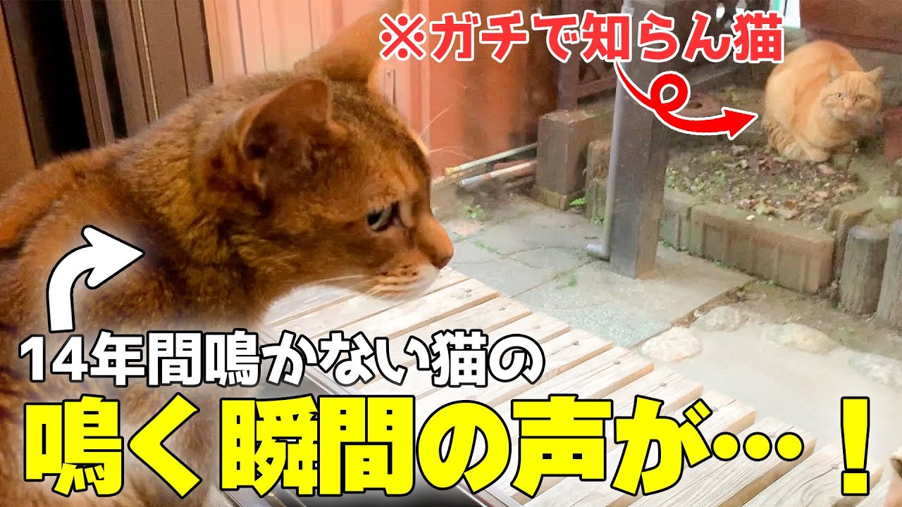 生まれて14年間まったく鳴かなかった猫が鳴く瞬間がこちらです【超貴重】