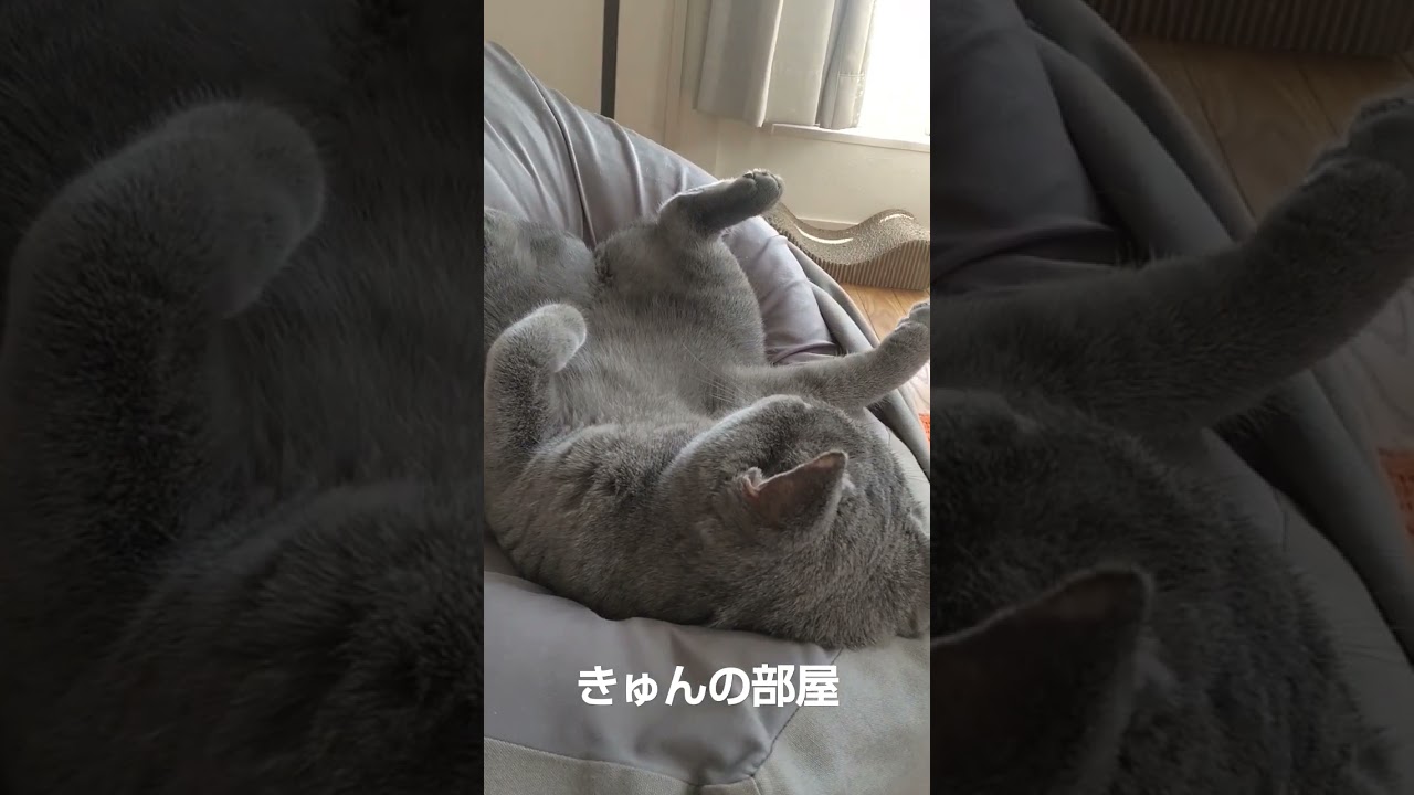 へそ天の極み#ブリティッシュショートヘア#猫#shorts #へそ天