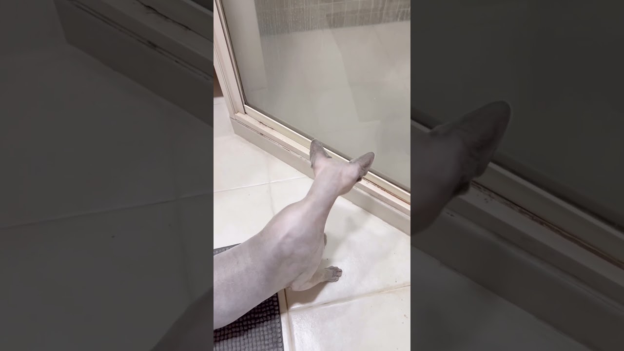 ガラスに映る自分にビビる毛のない猫ww【スフィンクス猫】