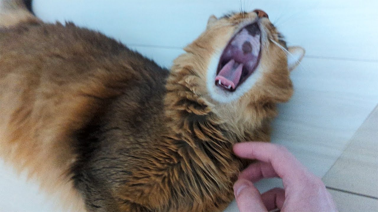 【441日目】もふ #ソマリ #cat