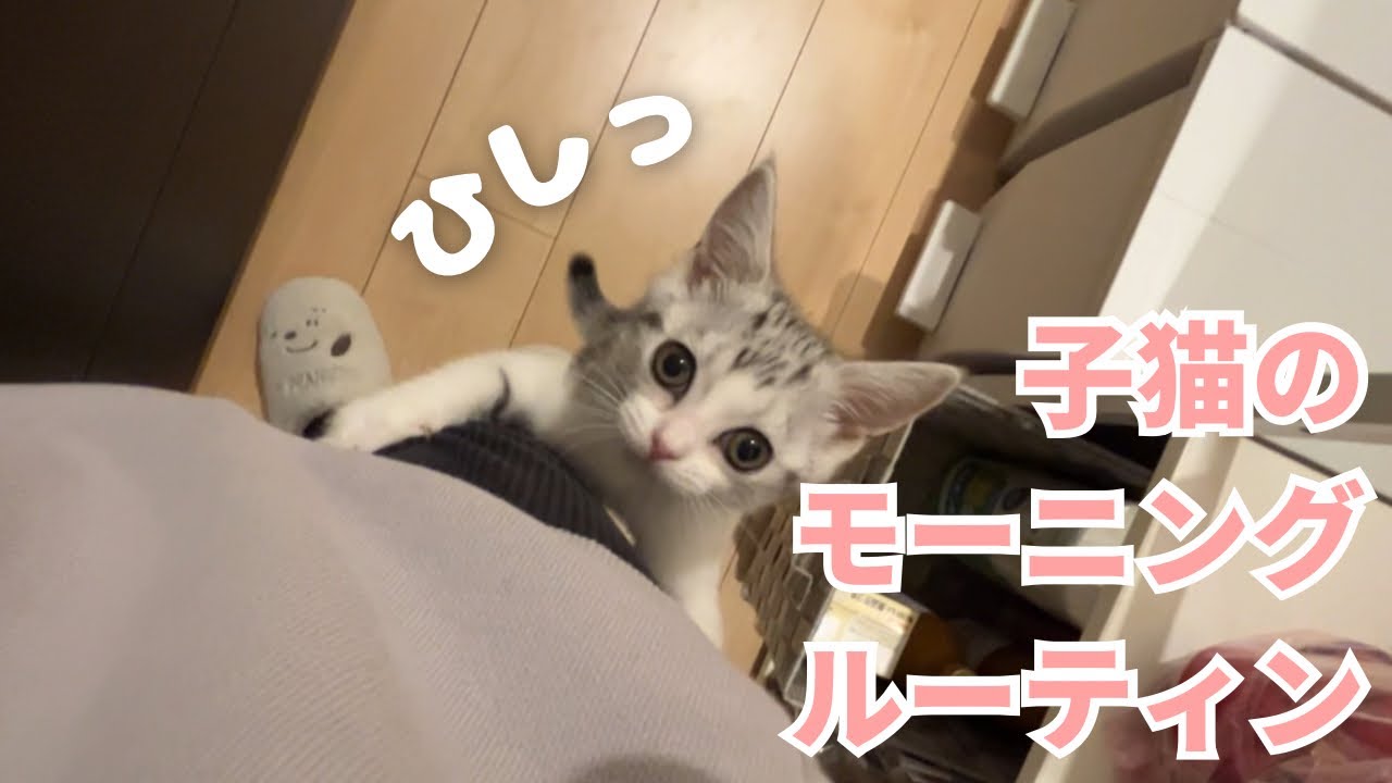 生後3ヶ月子猫のモーニングルーティン（スコティッシュフォールドscottish fold）3 month old kitten morning routine.