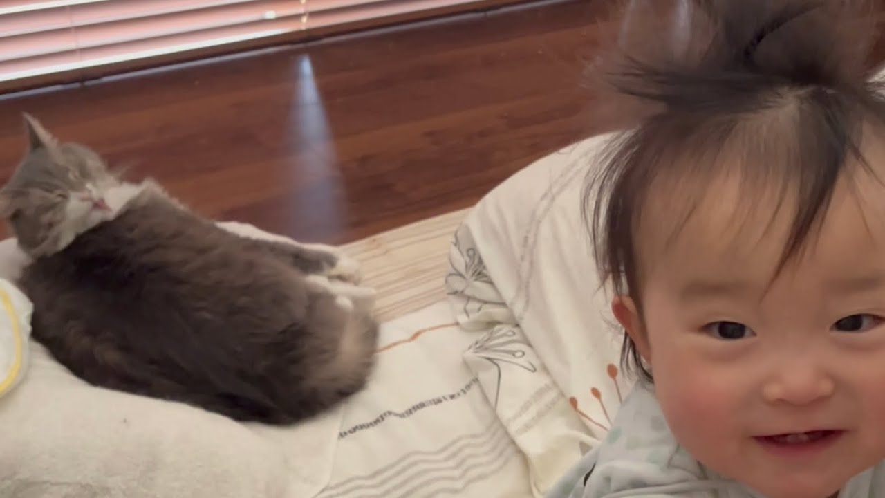 家族の目覚めを良くする猫　ノルウェージャンフォレストキャット　A cat that helps wake up the family