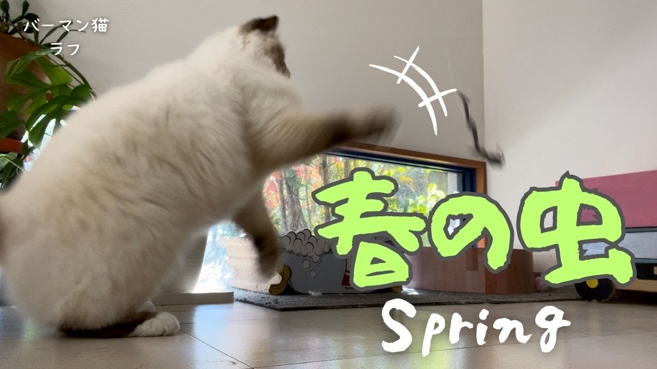 バーマン猫ミカとラフ【春の虫】Spring bug（バーマン猫）Birman/Cat