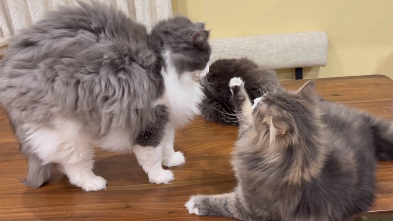 【無邪気】みんなと遊びたい1さいノルウェージャンフォレストキャットwww