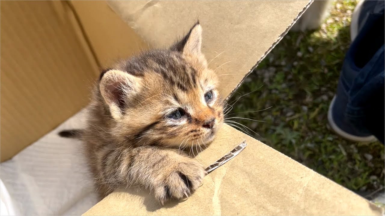 トンビに狙われていた子猫を保護しました