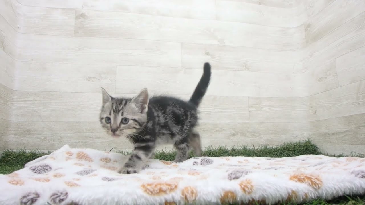 ペットショップcoo&riku No.00625487 アメリカンショートヘアー