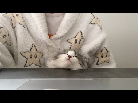 眠気と好奇心が戦った子猫がすごい場所で寝落ちしました【ノルウェージャンフォレストキャット】When Kitten join a meeting...?