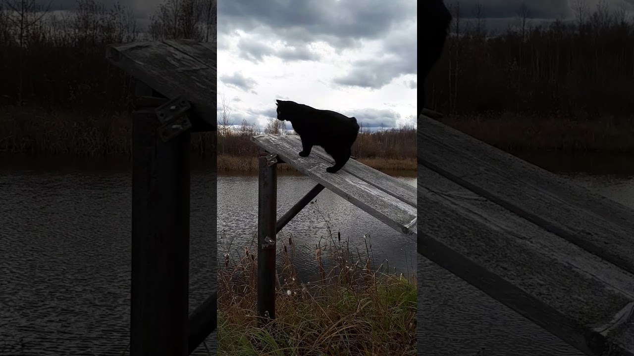 Chopper the Black Manx cat gets an aerial view
