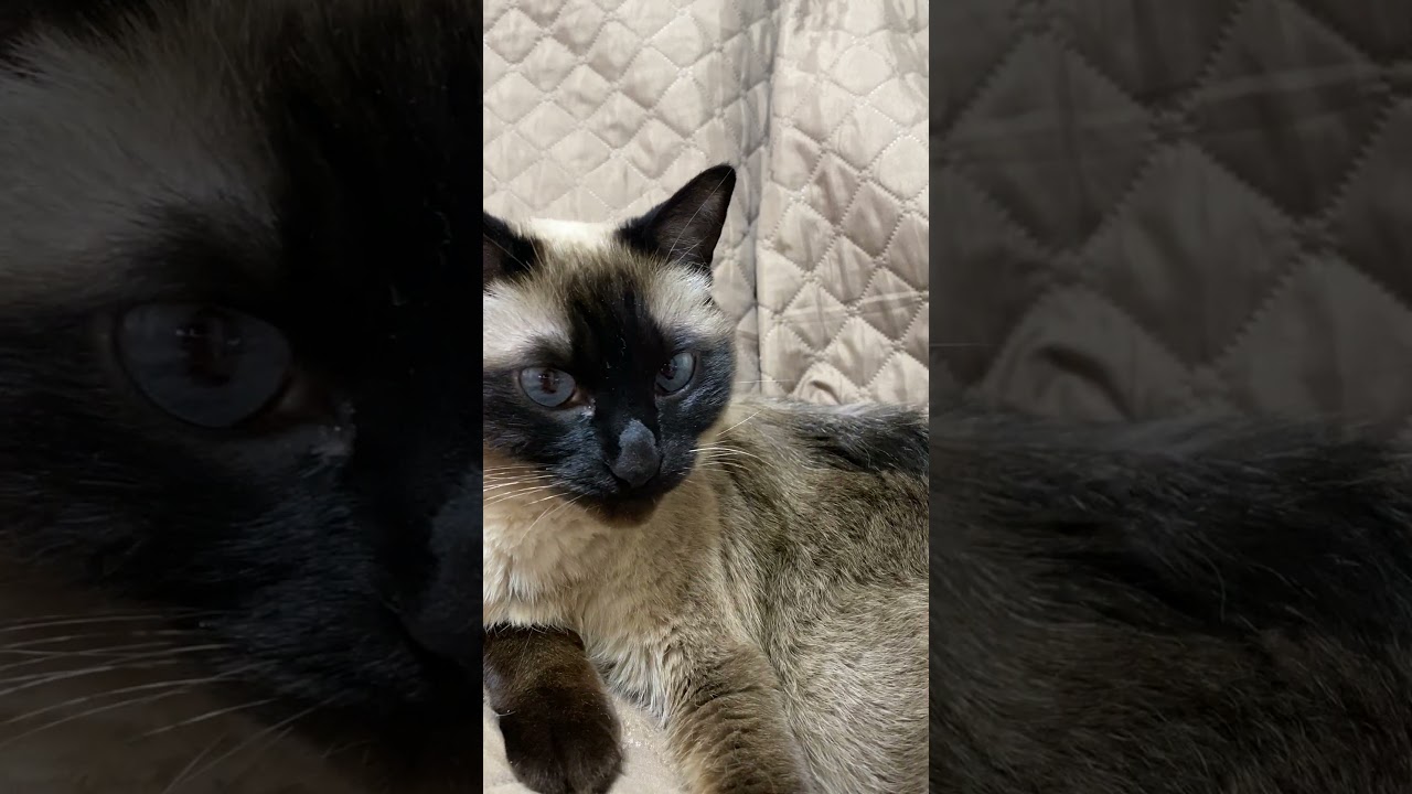 【2023.04.04】今日のシャム猫のふくさん（音無し）【たぬき猫】 #Shorts