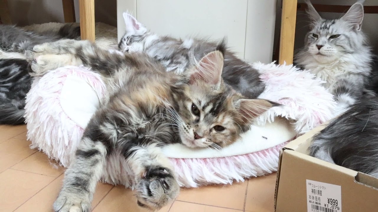 生後3ヶ月トービーのメインクーン子猫イドゥナちゃん