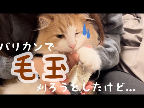 猫たちの毛をバリカンで刈る【アメリカンカール】【ノルウェージャン】【猫】