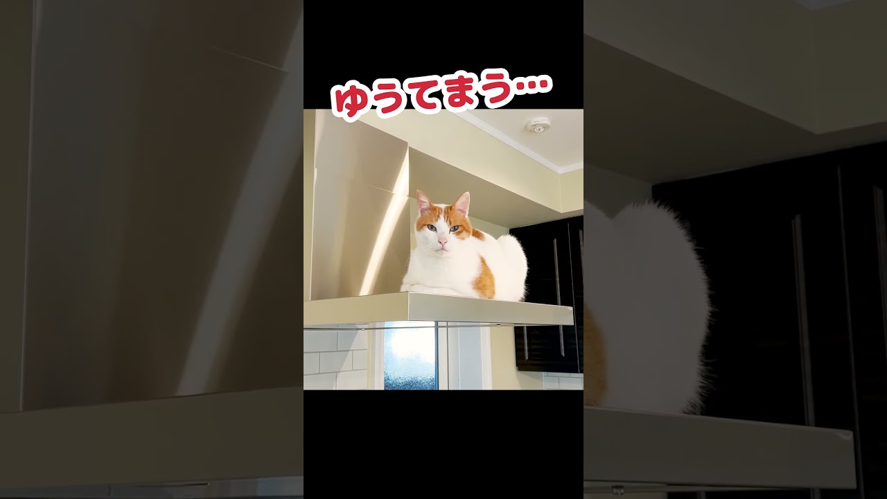 引っ越し初夜に威嚇しまくる猫 #shorts