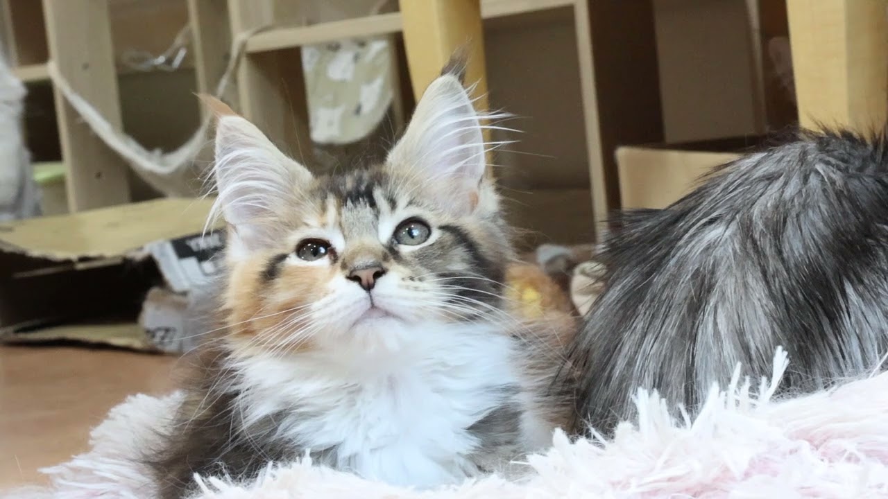 キュートなメインクーン子猫エルサちゃん