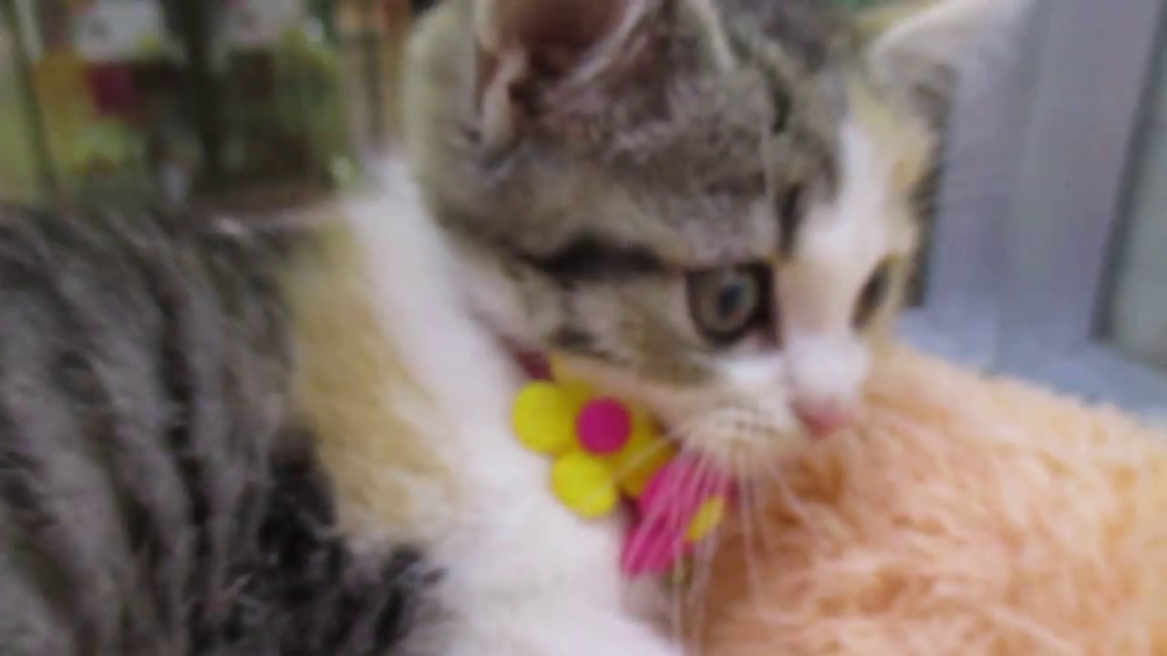 ◎甘えんぼセルカークレックスの赤ちゃん