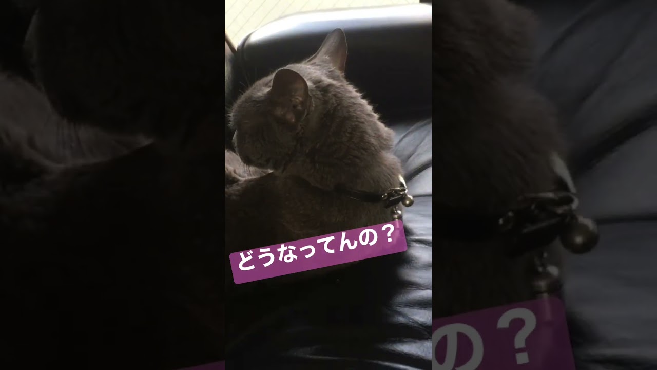 【首180°】#shorts #russianblue #ロシアンブルー#ひびキチ
