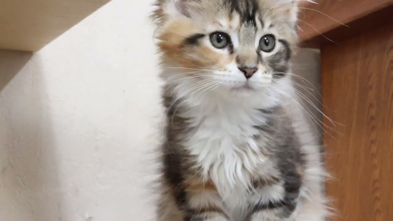 キュートなメインクーン子猫エルサちゃん