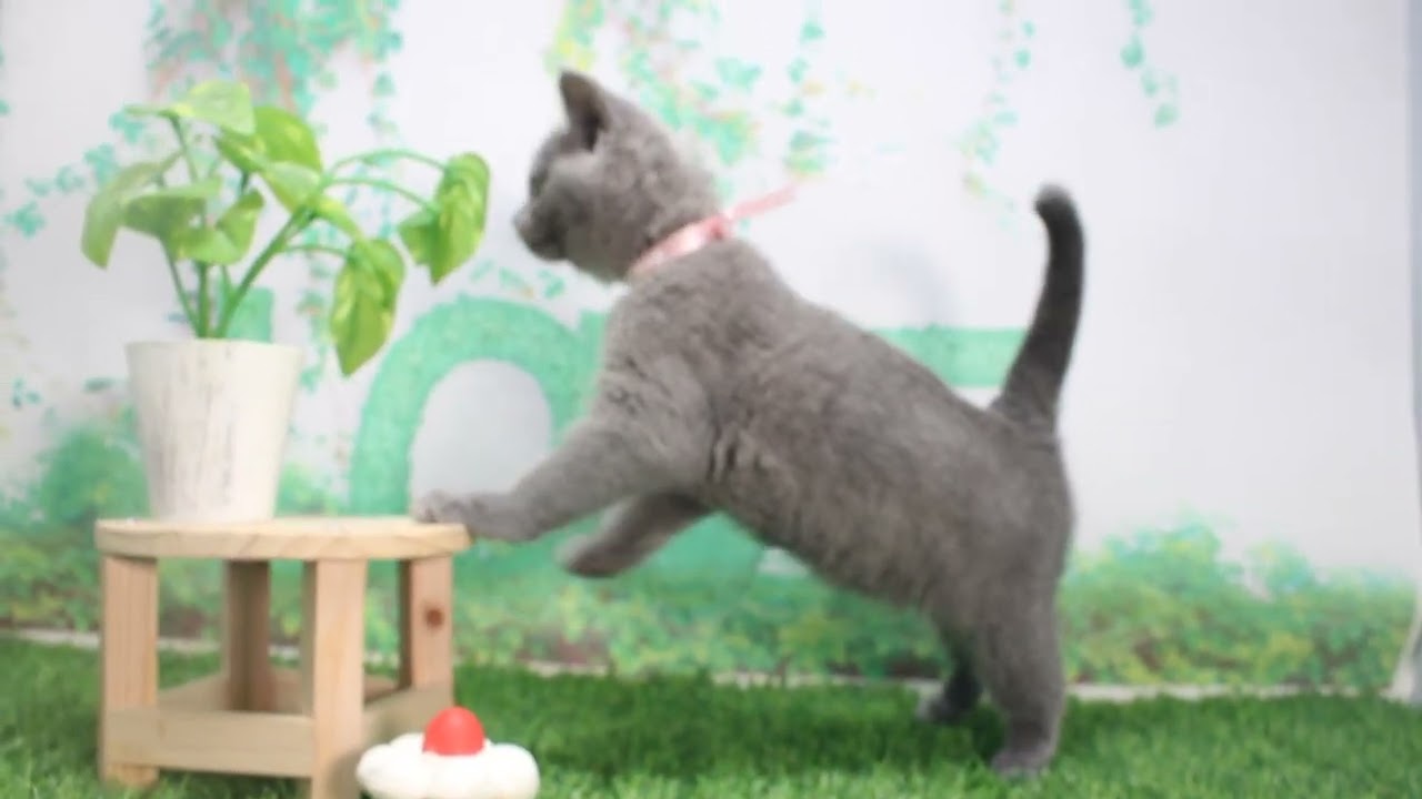 Coo&RIKU　No620694　シャルトリュー