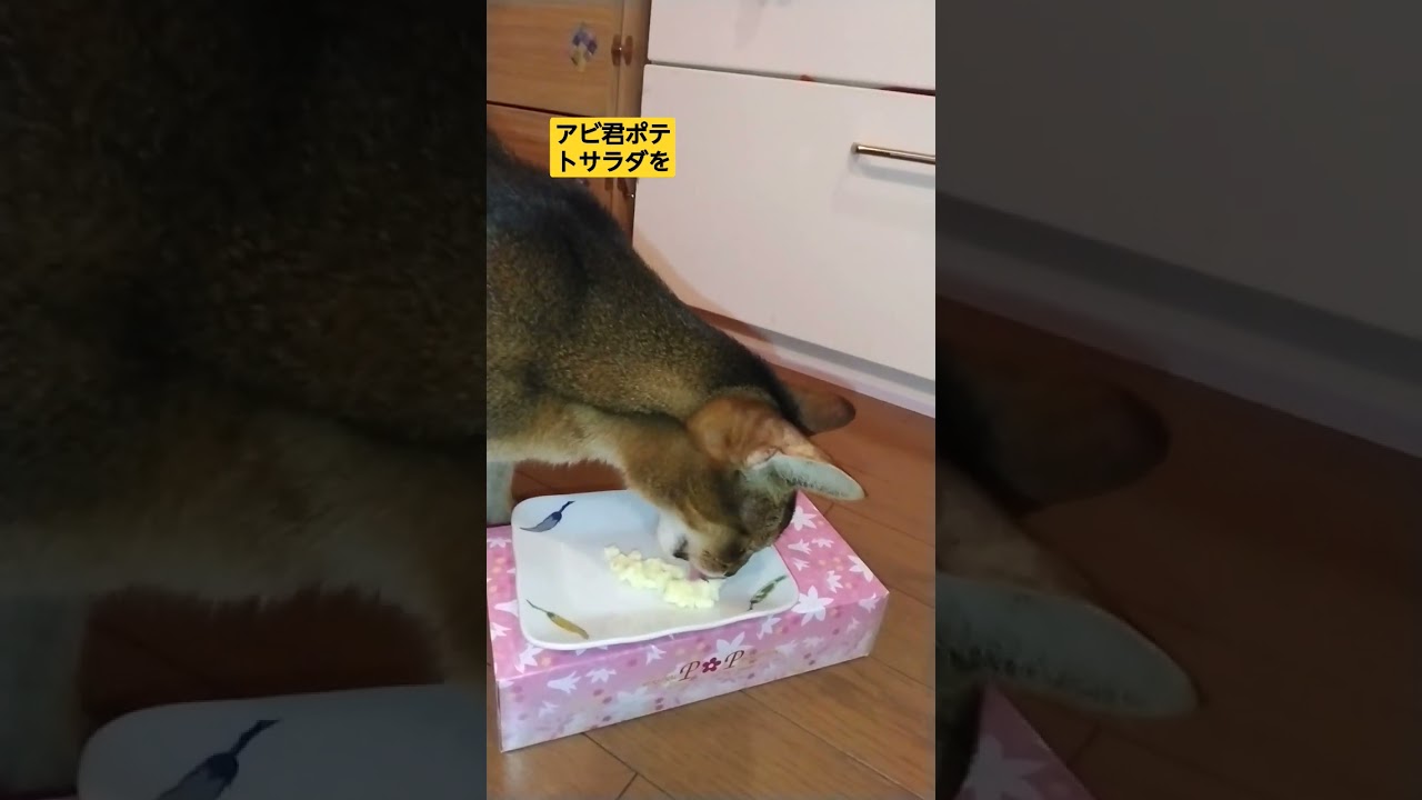 アビシニアン #ネコ