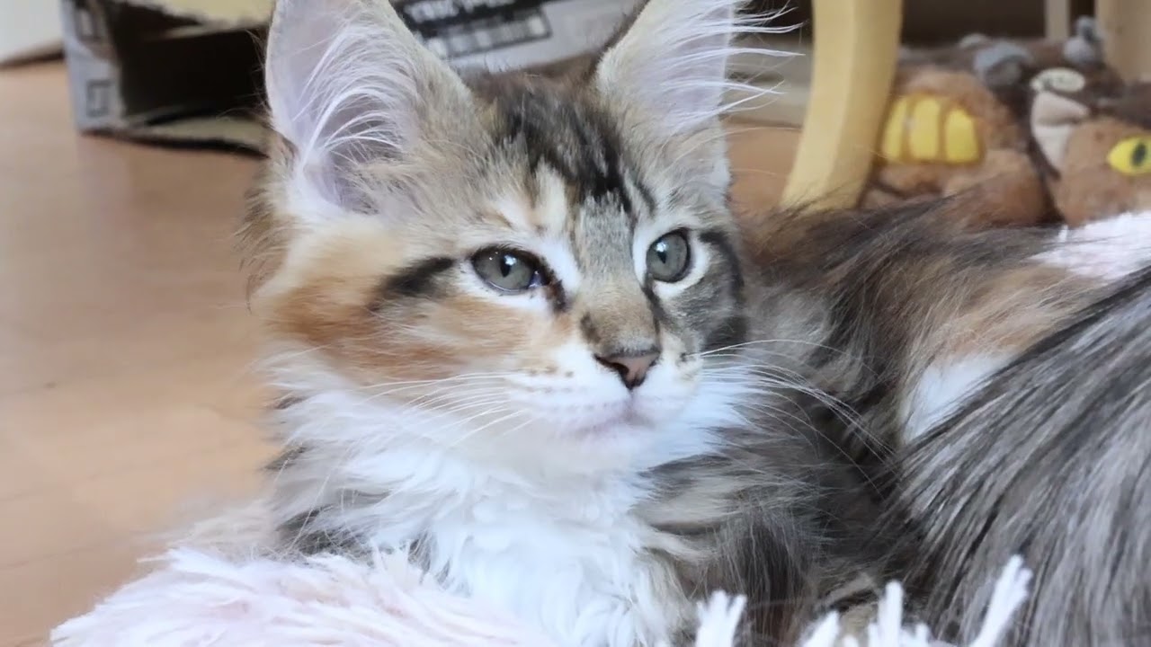 キュートなメインクーン子猫エルサちゃん