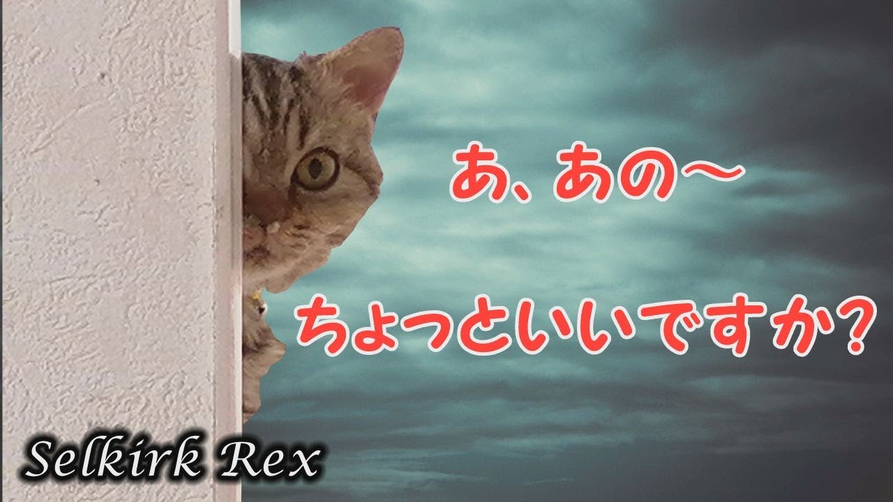 【セルカークレックス】目で訴える猫！鼻先にキラリと光る物体！【セルカー女子】