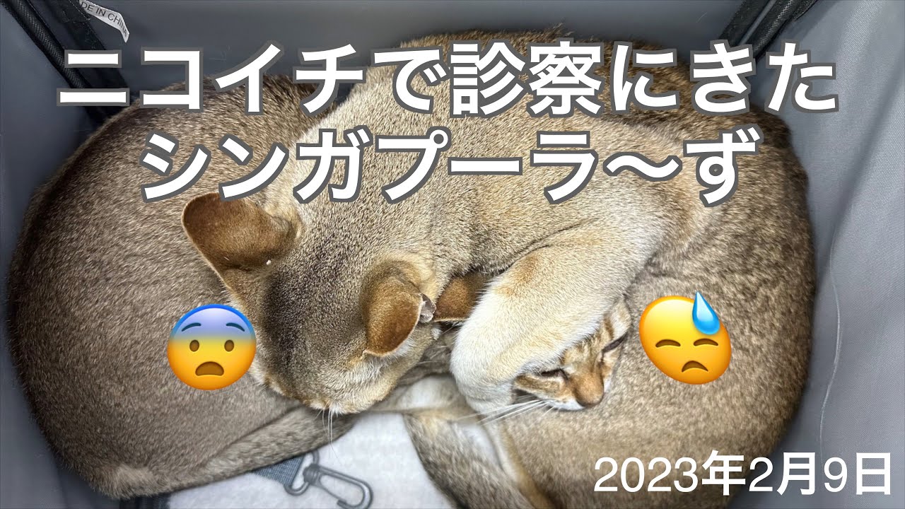診察を終えてホッとする😮‍💨シンガプーラ「にゃあともも」