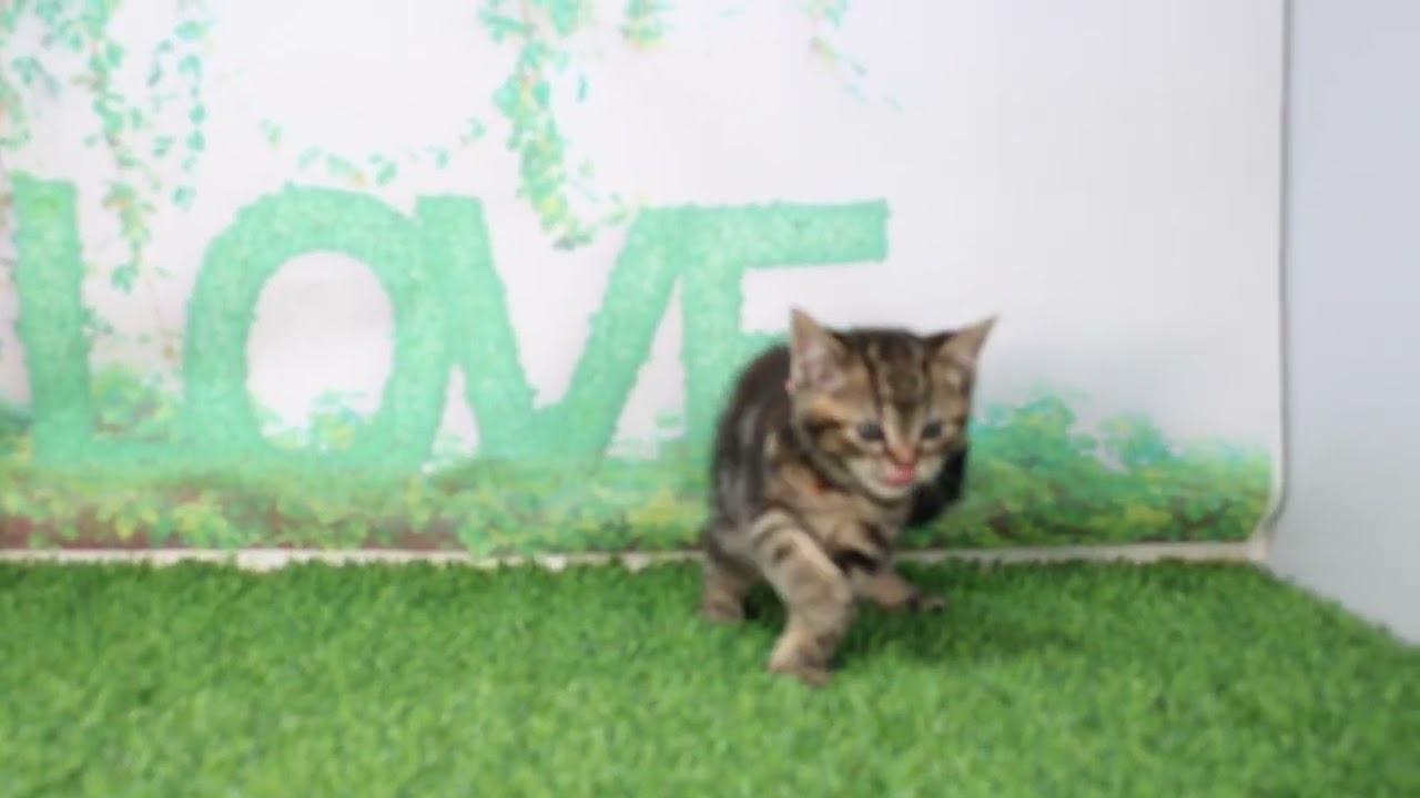 ペットショップcoo&riku No.626070　アメリカンショートヘアー