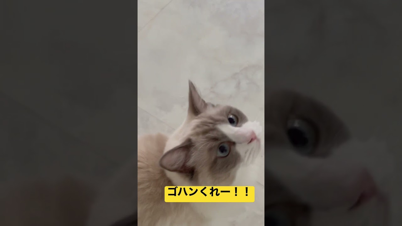 元気におかえりしてくれるラグドール　#shorts #cat #ragdoll #猫 #ねこのいる生活