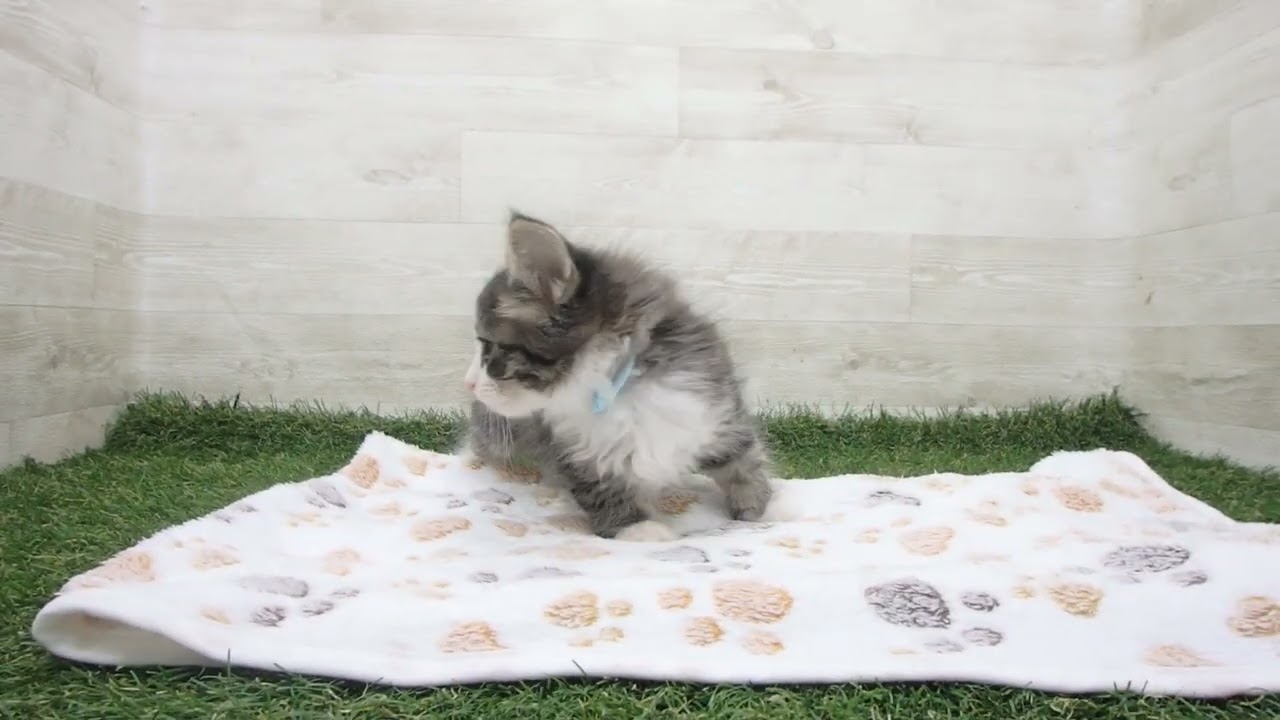 ペットショップcoo&riku No.00627207 ノルウェージャン・フォレストキャット