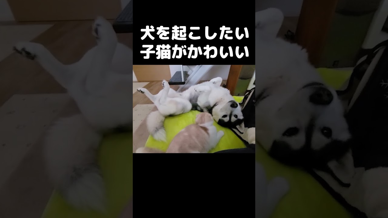 犬が起きてくれなくて困ってる猫がかわいい#猫 #cat