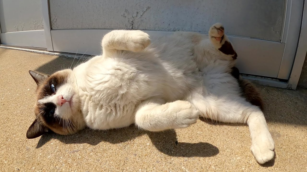 タヌキみたいなシャム猫をモフっていたらコロリンと裏返しになった