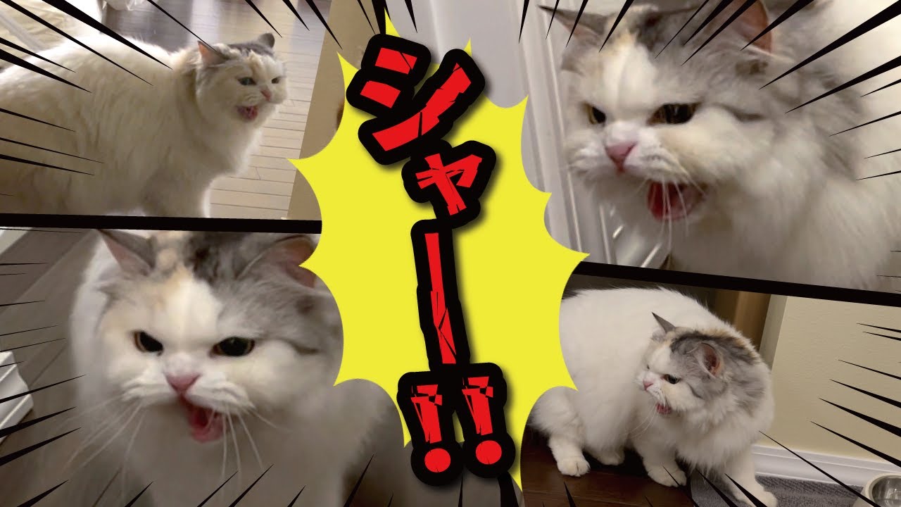 【悲報】引越したら先住猫の事を忘れてシャーシャー威嚇するようになってしまいました…【関西弁でしゃべる猫】