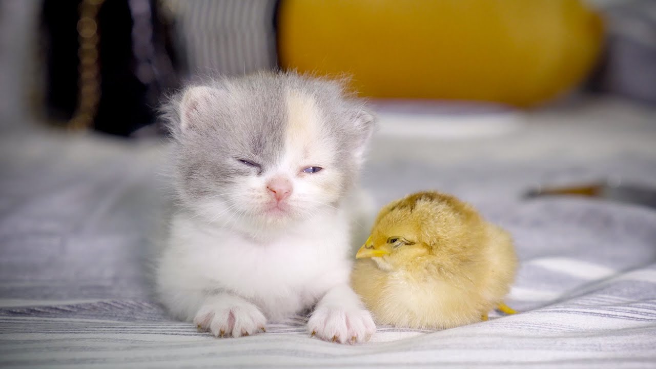 一緒に眠りに落ちた赤ちゃん猫とひよこが可愛すぎた・兄弟のようになった「可愛い赤ちゃん猫とひよこ」