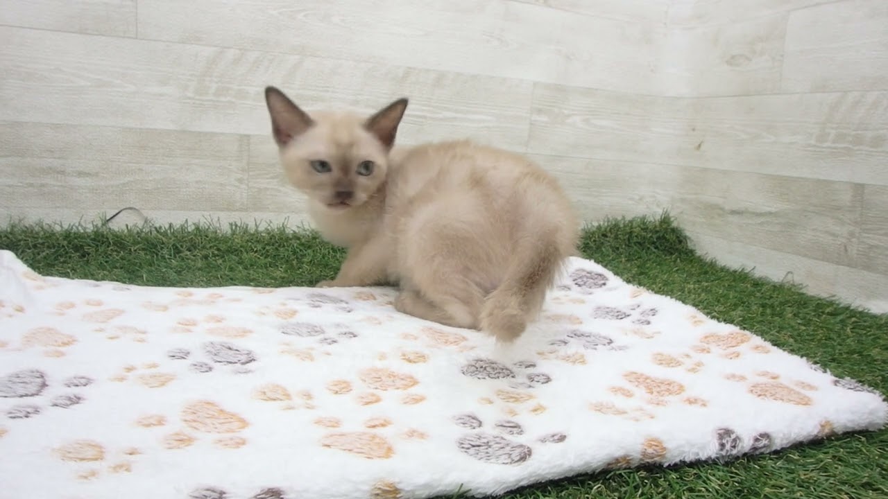 Coo&RIKU　No00626129 トンキニーズ