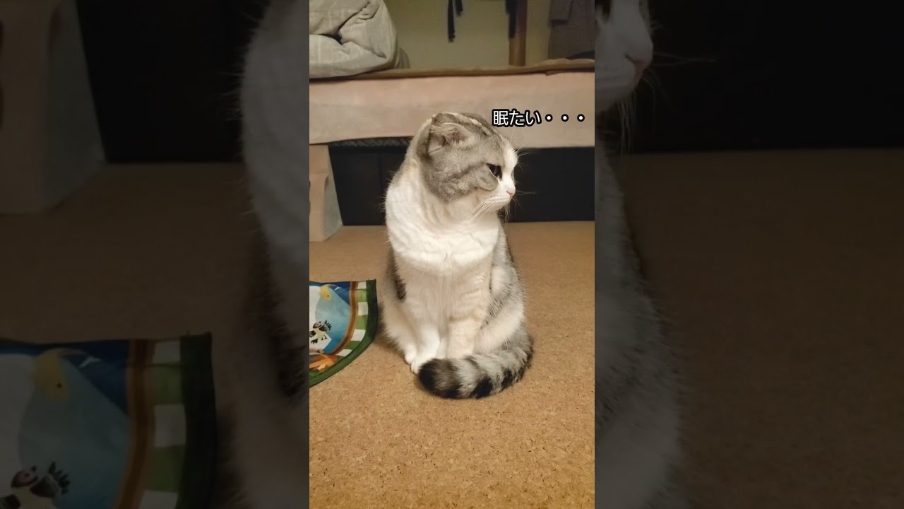 眠そうな猫がかわいすぎました【スコティッシュフォールド】