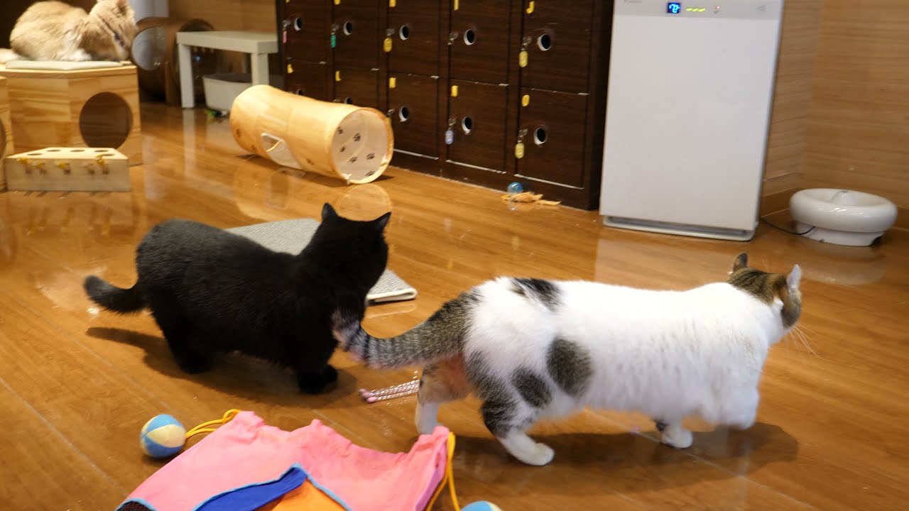 【キンカロー】遊んで水を飲むメイさん Mei , Kinkalow 4K60p 猫カフェもふにゃん