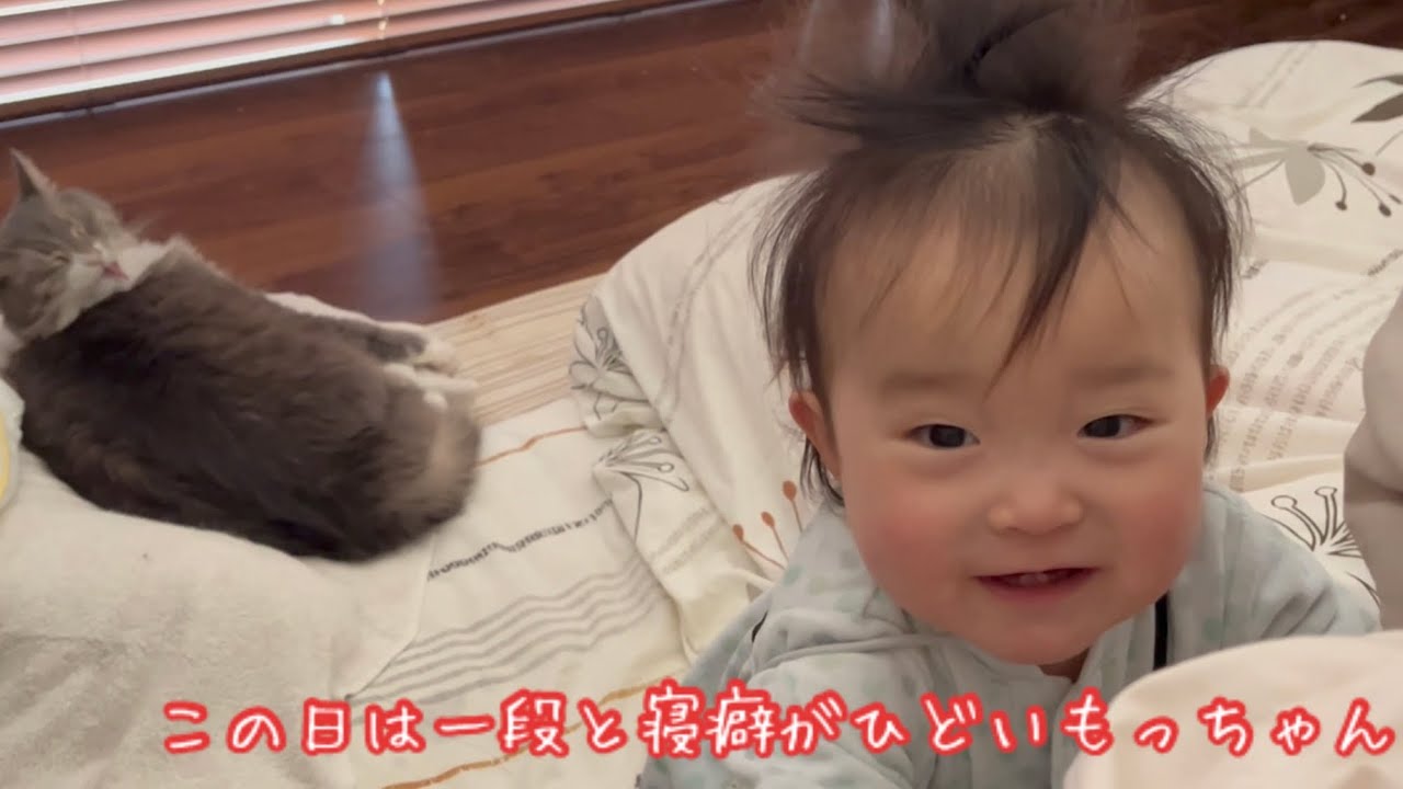 家族の目覚めを良くする猫　ノルウェージャンフォレストキャット　A cat that wakes up the family well Norway