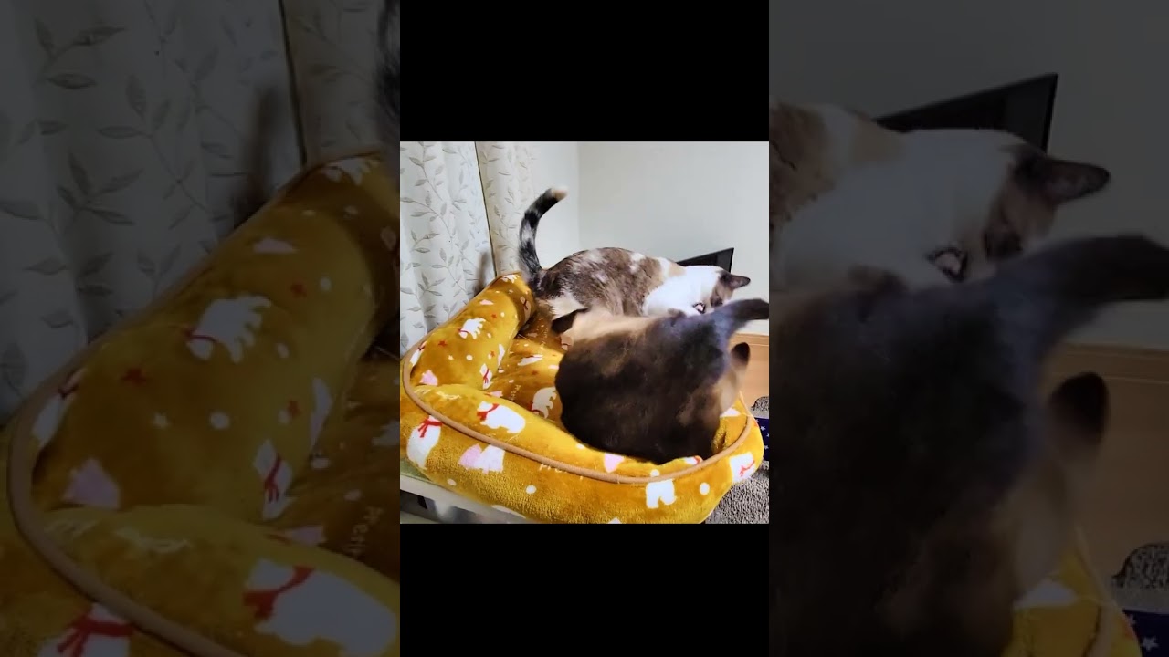 優し過ぎるシャム猫がわざと手を抜いた結果こうなった時😲 #Shorts