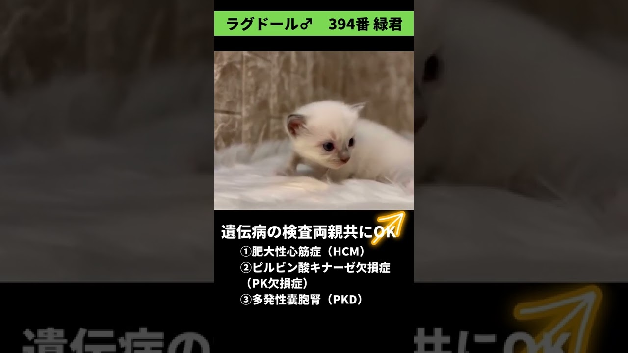 ラグドール生まれています【東京都 臼井彩菜 猫ブリーダー】