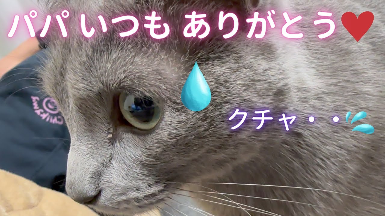 【感動】パパが頑張る理由（ロシアンブルー）