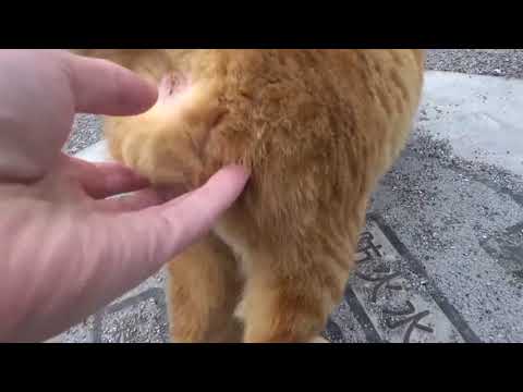 【閲覧超注意】野良猫のωをモフってたら大変な事になった。Massage the testicles of a cat and it was a big deal!