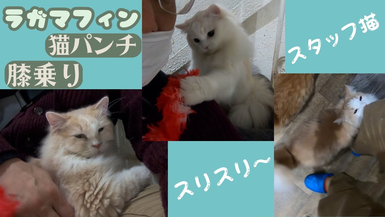 ラガマフィンのスタッフ猫　膝乗りやジャレる神接客に癒される（保護猫猫の木）十三駅 Ragamuffin's cute healing video