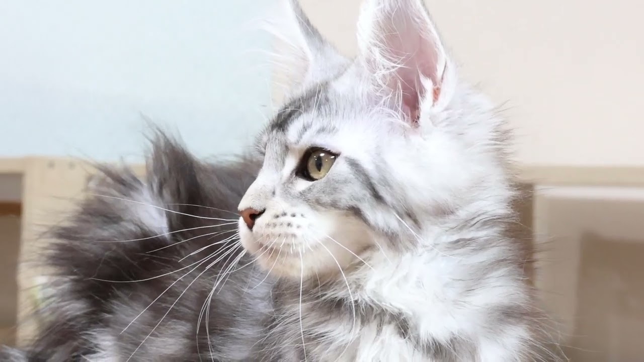 シルバーの格好良いメインクーン子猫ルカ君