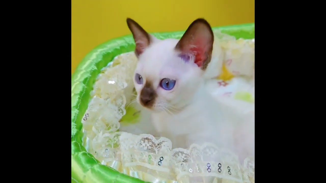 トンキニーズ 楽しいシャンパン(チョコレート)ポイントの女の子。