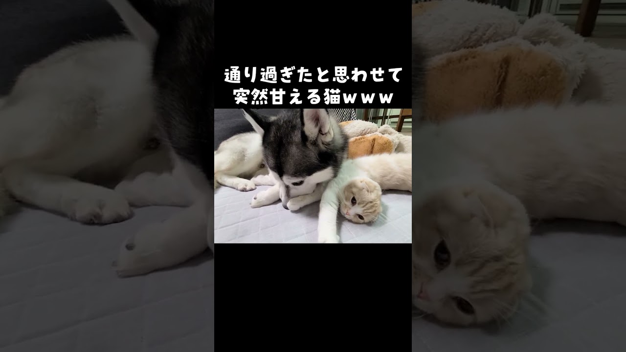 ガン無視からの突然甘えだす猫がかわいい...#猫 #cat