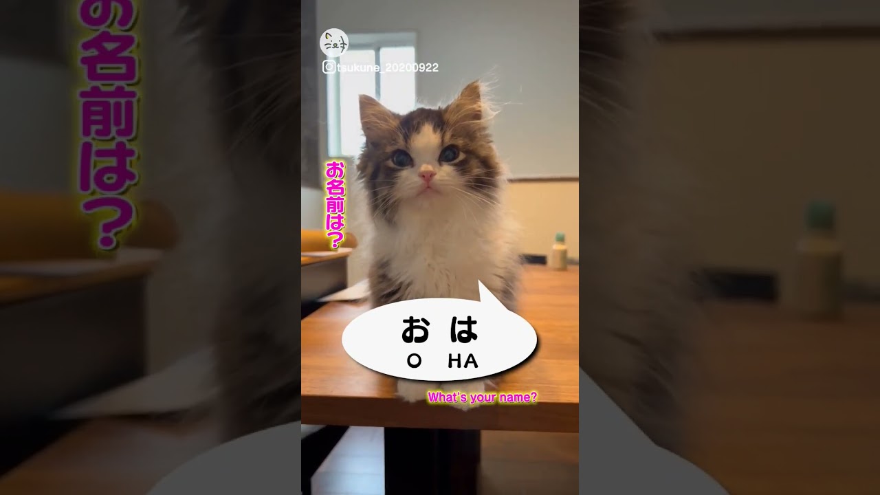 自分の名前を喋る猫ちゃん🐈サイベリアンの「おはぎちゃん」！What's your name！ #猫王国 #サイベリアン