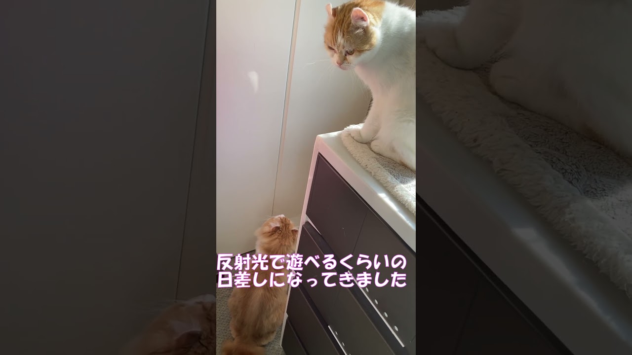 反射光に反応する猫(笑) #shorts  #猫 #アメリカンカール #cat